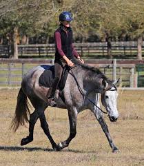 Ignore your horse's headset and start riding her from back to front. Stretch Vs Low Head
