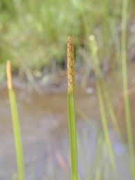 Image result for Eleocharis mutata