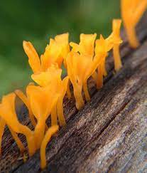 Tremellales, dacrymycetales, auriculariales and sebacinales. Yellow Fungus Mushroom Growing From Within A Rotting Log Stuffed Mushrooms Yellow Fungus Mushroom Fungi