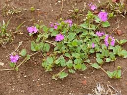 Image result for Nyctaginaceae