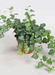 Image result for Hedera