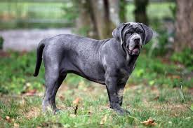 Der mastino napoletano ist auch unter dem namen „italienische dogge bekannt und beeindruckt hundefreunde in ganz europa mit seiner imposanten erscheinung in kombination mit einer ruhigen ausstrahlung. Mastino Napoletano Gruppe 2 Sektion2 Molossoide Doggenartige Der Club Fur Alle Rassehunde E V Deutschland Car E V