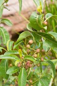 Image result for Ficus trichopoda