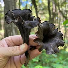 Image result for Craterellus fallax