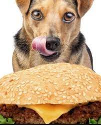 Dog Pretends To Be A Stray To Get Mcdonald S Burgers Digging Dogs Dogs Dog Sitting