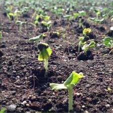 Is lady finger is the flower part of the plant. Growing Lady Finger In Pots Containers Indoors Agri Farming