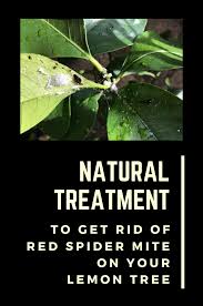 As i said above, because spider mites are tiny the first i recommend using more natural methods to get rid of spider mites. Natural Treatment To Get Rid Of Red Spider Mite On Your Lemon Tree Gardaholic Net