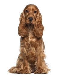 Pin By Sasha On Vegan Coleslaw Cocker Spaniel Dog Cocker Spaniel Spaniel Breeds