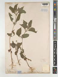 Image result for Blainvillea gayana