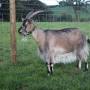 Unique goat breeds from backyardgoats.iamcountryside.com