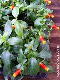 Manettia Luteorubra Manettia Bicolor Manettia Luteo Rubra Manettia Inflata Candy Corn Vine Cigar Flower Firecracker Plant Toptropicals Com