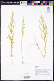 Image result for Dysphania schraderiana