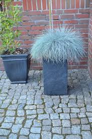 Use a mixture of compost, topsoil, and a light mix of grit for most grasses. 10 Ornamental Grasses For Containers Horticulture Co Uk