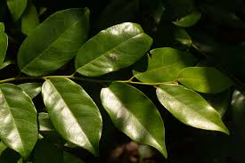 Image result for Cleistanthus schlechteri