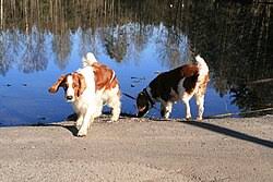 Image result for velššpringršpaněl