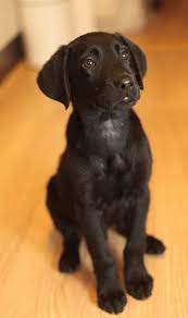 He is almost 7 months old and hasn't been fixed yet because the vet advised me to wait at least another month. Goldador Dog A Complete Guide To The Golden Retriever Lab Mix Golden Retriever Lab Mix Golden Retriever Lab Mix Puppy Lab Mix Puppies