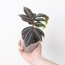 Image result for Leea