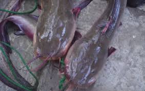 These pictures of this page are about:ikan keli. Korang Tanya Umpan Jawab Beza Sembilang Dengan Gemang Umpan