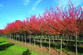 And while it's said that the best time to plant a tree was 20 years ago, that old saw also goes on to say that the second best time is right now. Ideal Trees For Narrow Spaces Hillier Trees