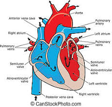 Maybe you would like to learn more about one of these? Heart Cross Section Labeled Cross Section Of Human Heart Eps8 Canstock