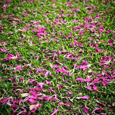 美麗異木棉 落花 10 9 2019 silk floss tree floss silk tree ceiba speciosa silkflosstree ceibaspeciosaspeciosa 美人樹 花 花の写真館 花好き 花が好き 花撮り人 花の写 plants