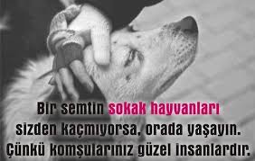 Sokak Canlari Icin Ne Mi Yapabiliriz Historical Figures Poster Historical