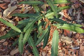 Image result for Brexia madagascariensis