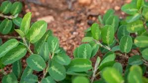 Image result for Alysicarpus