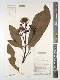 Image result for Buchholzia