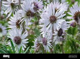 Image result for Berkheya spekeana