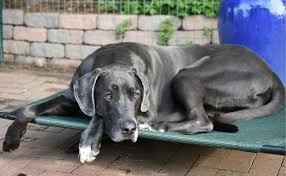 Great danes have a short, thick coat that typically needs nothing more than routine grooming with weekly brushing. Great Dane Gray Large Breed Dog Canine Campus Dog Daycare Boarding