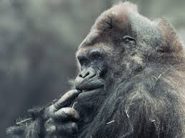 Ivan is a gorilla of few words. Meet Ivan The Gorilla Who Lived In A Shopping Mall Npr