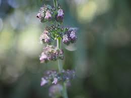 Image result for Mesosphaerum pectinatum