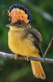 Birds That Can T Fly Far Pin By Jlsteph On Birdies Animals Beautiful Colorful Birds Beautiful Birds