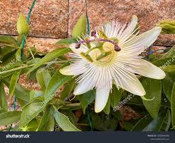 Image result for Passiflora caerulea