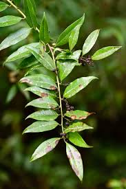 Image result for Agarista