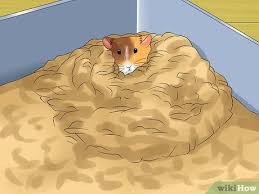 We have only had her a week. How To Know When Your Hamster Is Pregnant With Pictures