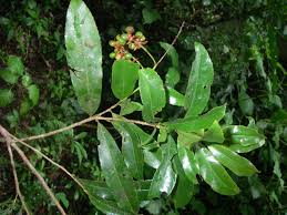 Image result for Campylospermum