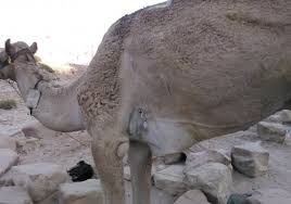 Does the mule have some other benefit that makes it worth its higher cost? Take Action Help Horses Donkeys Mules And Camels In Jordan