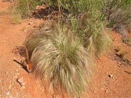 Image result for Aristida recta