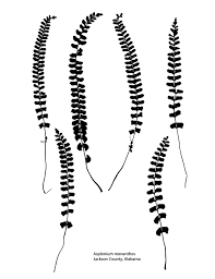 Image result for Stomatanthes sp.no.1