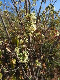 Image result for Turraea nilotica