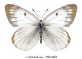 Image result for Colias tyche