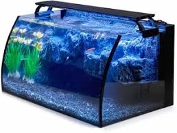 Holds up to 3 bettas. The 25 Best Betta Fish Tanks Of 2020 Pet Life Today