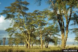 Image result for Acacia xanthophloea