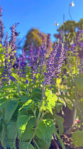 Image result for Salvia farinacea