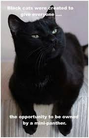 Imgur Com Cats Cute Animals Cute Cats