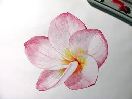 Watercolor Plumeria Painted By Me In 2015 Watercolors Plumeria Watercolor Paintings Flower Painting Flower Art Flower Drawing