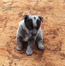 Black And White Cattle Dog Puppy Smithfield Dog Photo Smithfield Pups Blue Cattle Dogs Dogs Puppies Gumtree Australia Smithfield Dog Cattle Dog Dog Photos