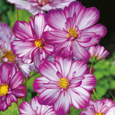 Pin On Arcadiasampleseeds Com